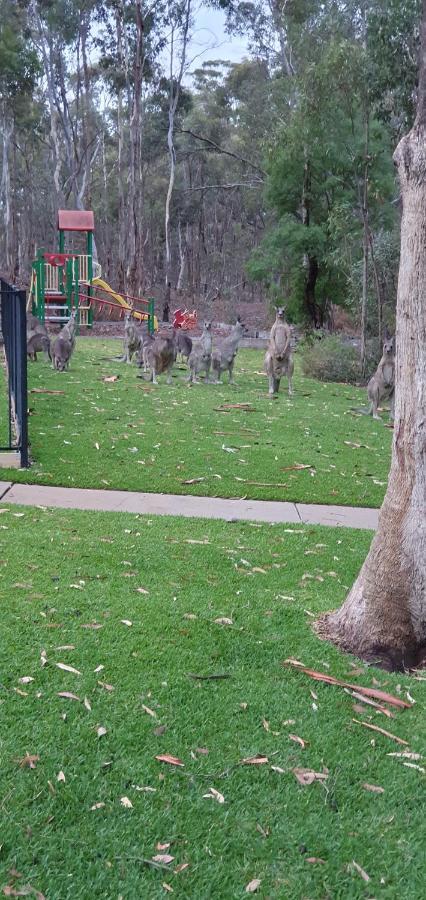 A-Line Holiday Park Bendigo Exterior foto